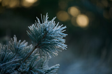 Sosnowe igły pokryte szronem, szadzią. Zima ozdobiła drzewa iglaste białym szronem. © Tomasz