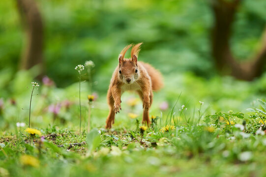 Red squirrel or Eurasian red squirrel (Sciurus vulgaris) leaping through a meadow with wildflowers; Frankonia, Bavaria, Germany