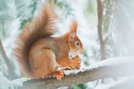 Eurasian red squirrel (Sciurus vulgaris) on a tree branch eating a nut in winter; Bavaria, Germany