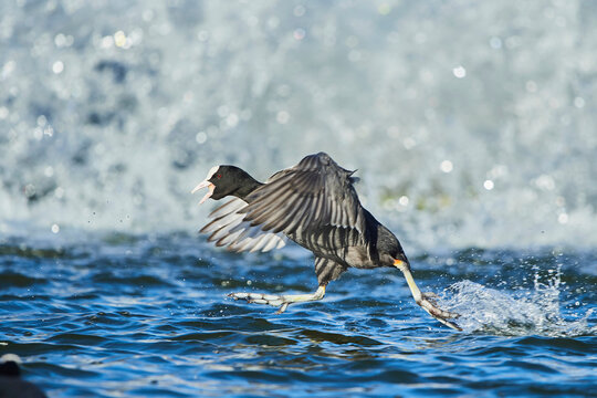 Eurasian coot (Fulica atra) running on the surface of the water; Bavaria, Germany