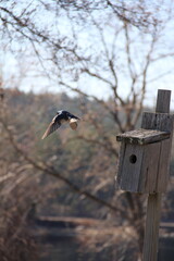 blue swallow bird house