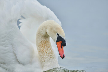 Mute swan (Cygnus olor) portrait, Donau River; Upper Palatinate, Bavaria, Germany