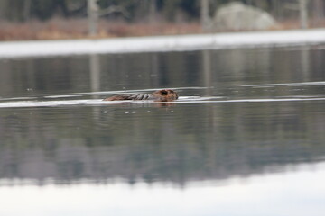 Beaver Beav