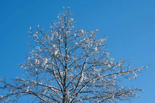 Czubek drzewa na tle błękitnego nieba. Na gałązkach śnieg, szron, szadź.
