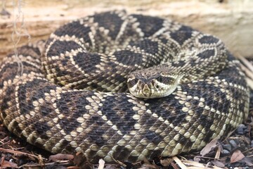 close up of a snake