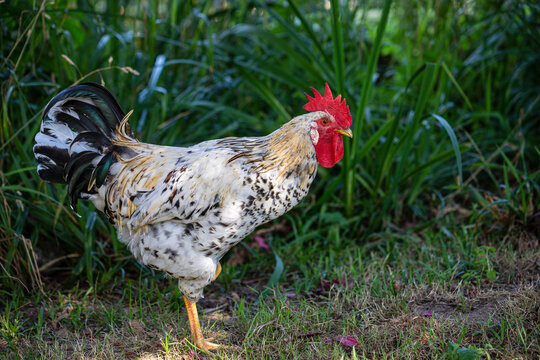Full body of  heather gray-beige rooster on the farm garden