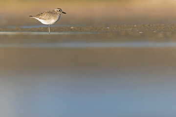 A black-bellied plover (Pluvialis squatarola) foraging during fall migration on the beach.