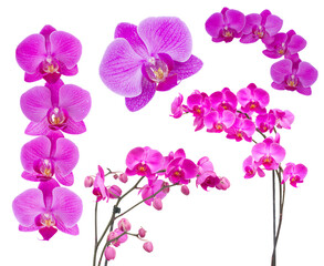 Fototapeta na wymiar flowers of orchid frame