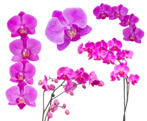 Foto auf Glas flowers of orchid frame © neirfy