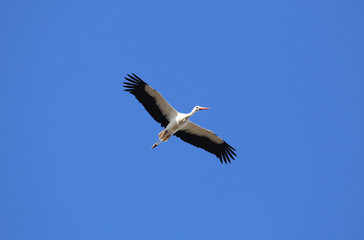 Fototapeta na wymiar Stork flying low near its nest