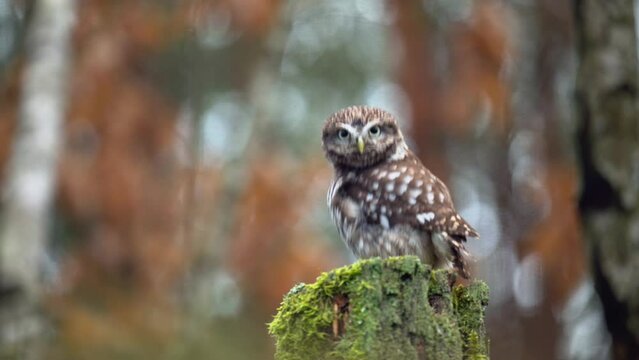 Small and cute bird the little owl (Athene noctua) perching on a stump covered with moss. Autumn colors. There are light circles in the background.