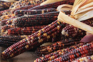 Native American Indian corn on the cob