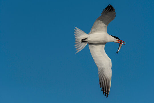 Caspian Tern (Hydroprogne caspia) flies in a blue sky with a fish in it's beak, Cape Disappointment State Park; Ilwaco, Washington, United States of America