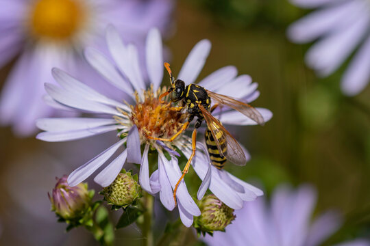 Yellowjacket wasp lands on an Aster blossom in an Oregon garden; Astoria, Oregon, United States of America