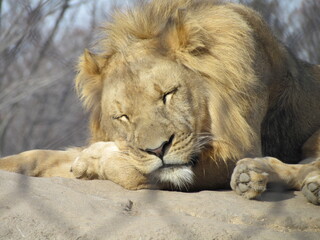 Fototapeta premium sleeping Papa Lion
