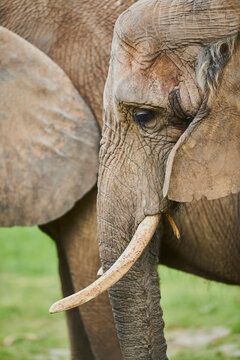 African bush elephant (Loxodonta africana), portrait, captive; Czech Republic
