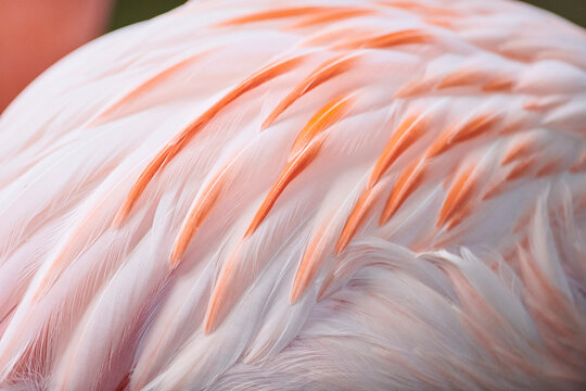 Close-up detail of the plumage of a Chilean flamingo (Phoenicopterus chilensis),   captive; Bavaria, Germany