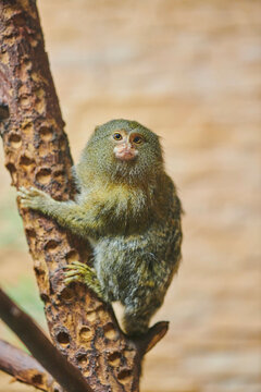 Western pygmy marmoset (Cebuella pygmaea) sitting in a tree looking at the camera, captive; Czech Republic
