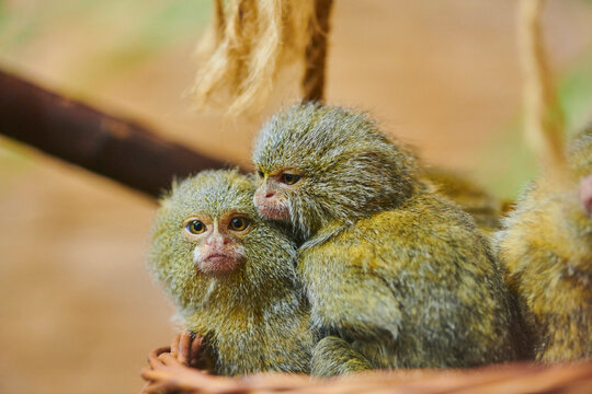 Western pygmy marmosets (Cebuella pygmaea) sitting close together in a tree, one looking at the camera, captive; Czech Republic