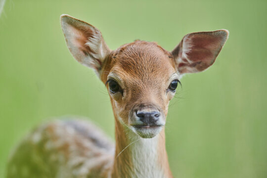 European fallow deer or common fallow deer (Dama dama) fawn portrait; Bavaria, Germany