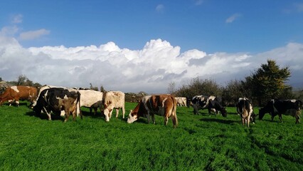 Fototapeta na wymiar Vacas en un prado de Galicia