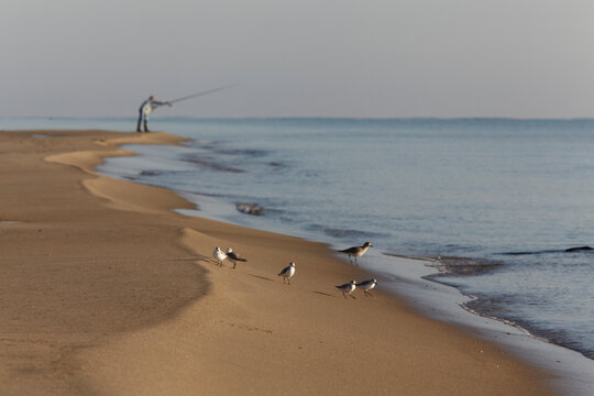 A man fishes along Metaponto Lido beach in the background with the seabirds on the shore in the foreground;  Metaponto, Basilicata, Italy