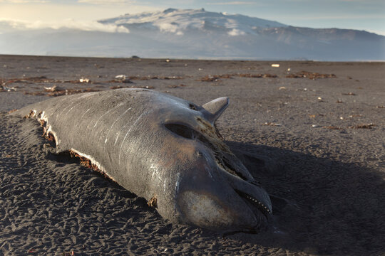 Long-finned pilot whale (Globicephala melas) washed up on the beach at Ingolfshofdi, near Jokulsarlon, on the South coast of Iceland; Iceland