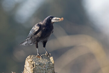 Gawron (Corvus frugilegus)