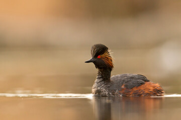 Zausznik (Podiceps nigricollis)