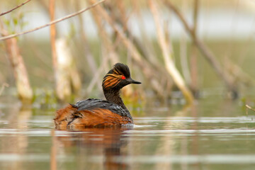 Zausznik (Podiceps nigricollis)