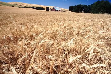 Golden wheat field with old barn and farm buildings in the Palouse Region; Whitman County, Washington State, United States of America
