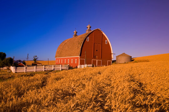 An old, red heritage barn in a golden wheat field in Steptoe in the Palouse Region; Steptoe, Whitman County, Washington State, United States of America
