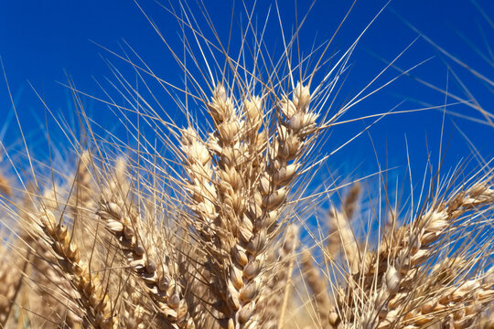 Close-up of wheat stalks against a blue sky; Washington State, United States of America