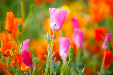 Blooming poppies in a meadow; Hood River, Oregon, United States of America