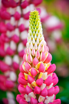 Pink lupin in bloom, Schreiner's Iris Gardens; Salem, Oregon, United States of America