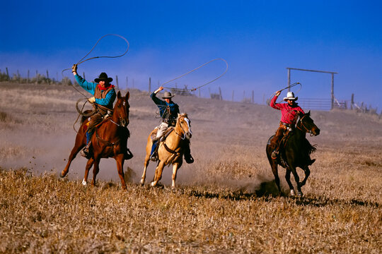 Three cowboys roping on horseback; Seneca, Oregon, United States of America