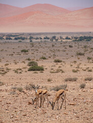 Springbok (Antidorcas marsupialis) an antelope in Namibia