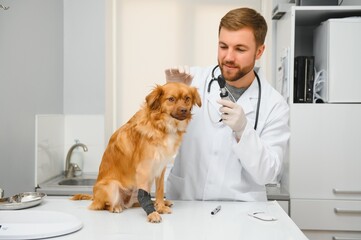 Happy veterinarians examining dog in clinic