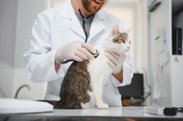 Man veterinarian listening cat with stethoscope during appointment in veterinary clinic