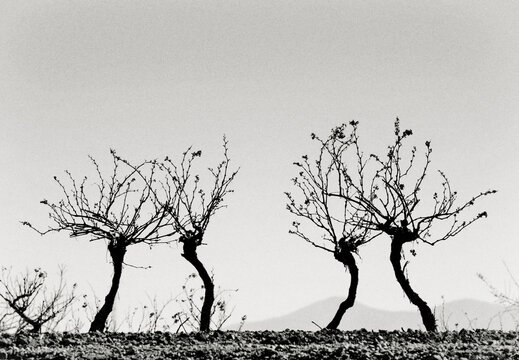 Trees in relationship