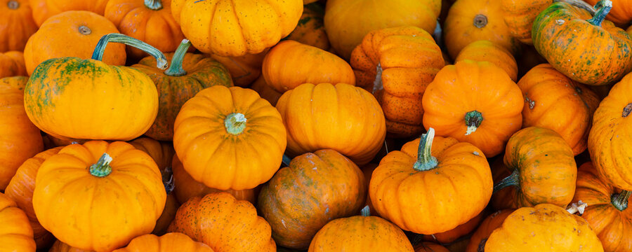 Pile of pumpkins for sale at Jean-Talon Market; Montreal, Quebec, Canada
