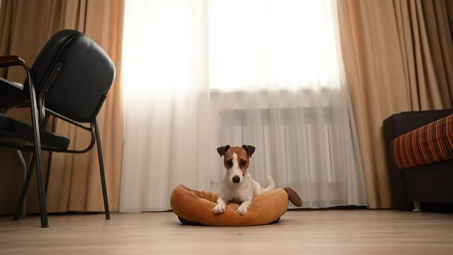 Jack Russell Terrier Dog Jumping On His Couch. 