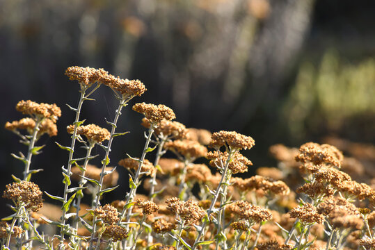 Close-up of flowering plants in the Simien Mountains in Northern Ethiopia; Simen Mountains National Park, Ethiopia