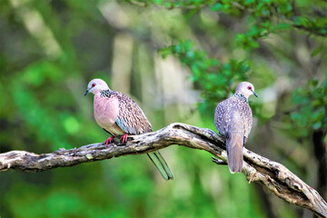 Two doves perched on a branch together; India