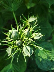 Hibiscus Green Buds