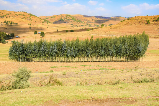 Stand of Eucalyptus trees; Ethiopia