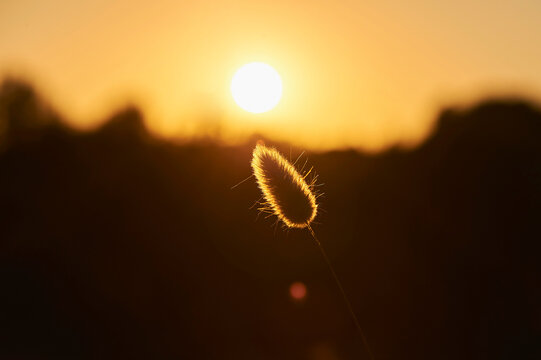 Hare's-tail grass or bunnytail (Lagurus ovatus) at sunset; Catalonia, Spain