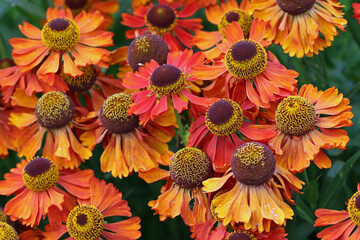 Orange sneezeweed flowers in close up