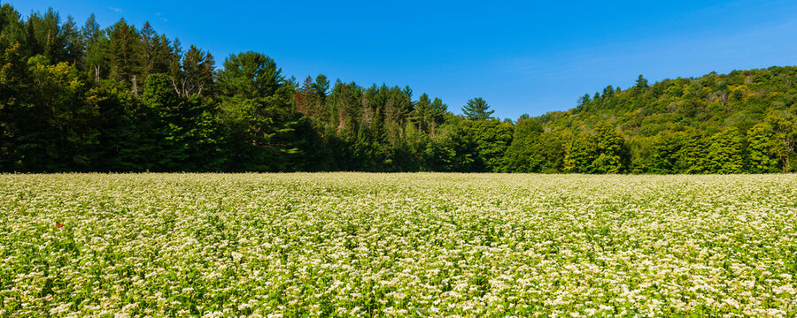 Blooming buckwheat (Fagopyrum esculentum) field in the Laurentides; Quebec, Canada