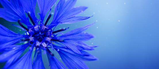 Fototapeta na wymiar Cornflower on a blue background